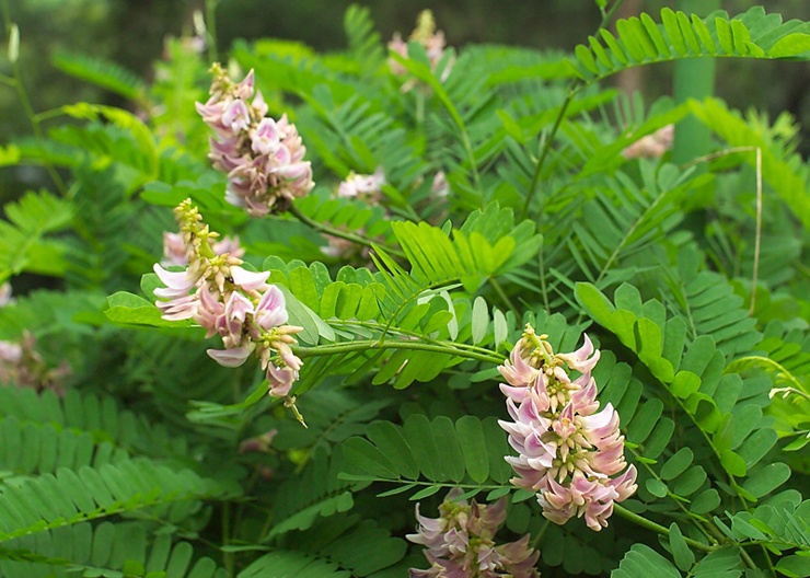 Абрус молитвенный