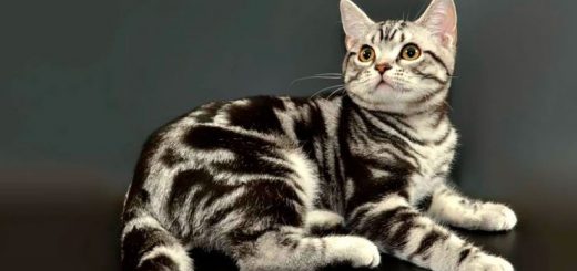 Американская короткошёрстная