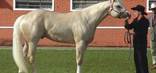 Американская верховая лошадь