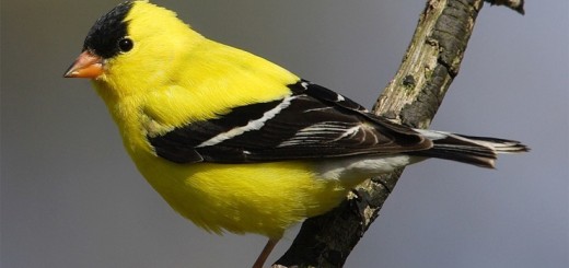 Американский чиж