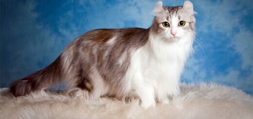 Американский кёрл