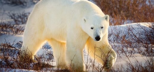 Белый медведь