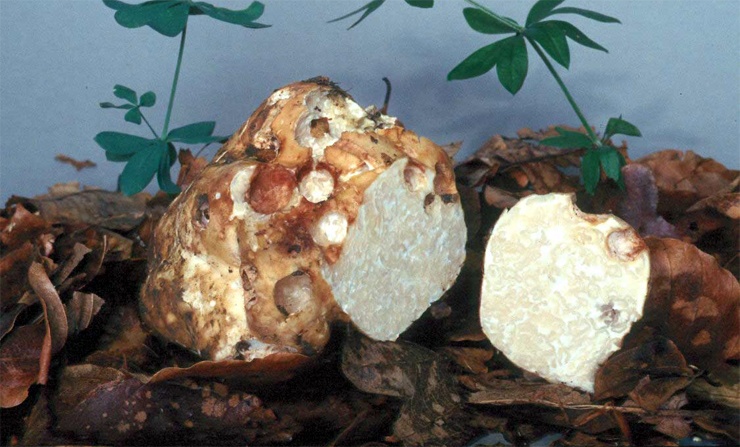 Белый трюфель