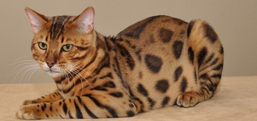 Бенгальская