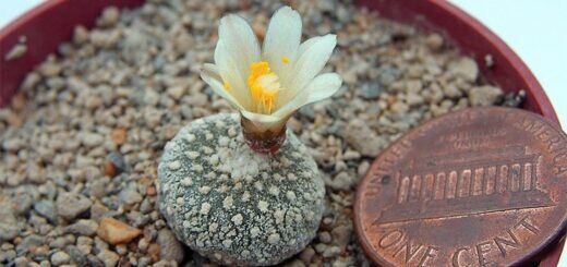 Блосфельдия крошечная