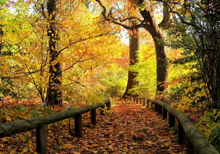 Бруклинский ботанический сад