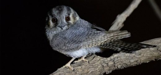 Черноспинный совиный козодой