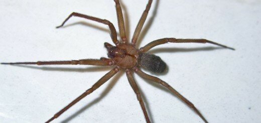 Чилийский паук-отшельник