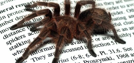 Чилийский розовый птицеед