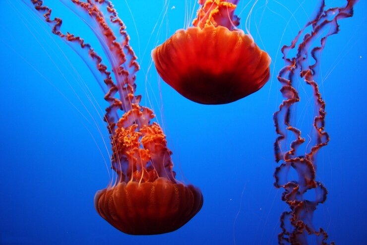 медуза Chrysaora achlyos