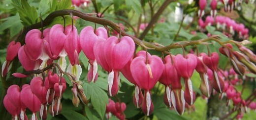 цветок Дицентра великолепная