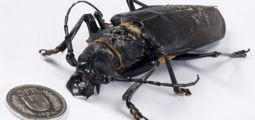 Дровосек-титан