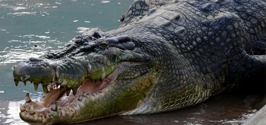 Двупалый Том