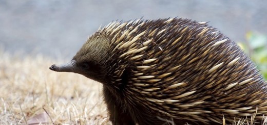Ехидна