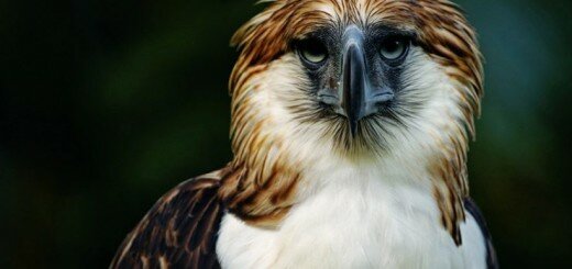 Филиппинский орёл