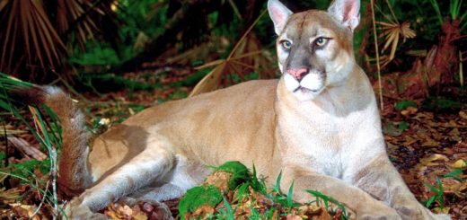 Флоридская пума