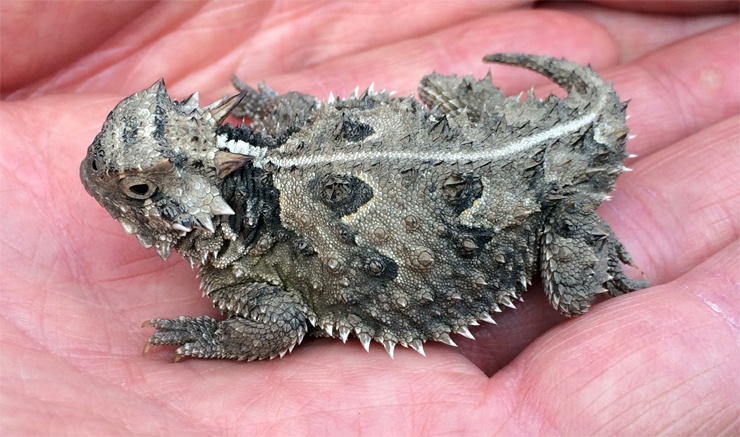 Фринозома Дугласа