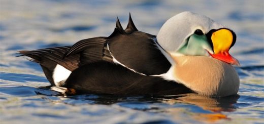 Гага-гребенушка