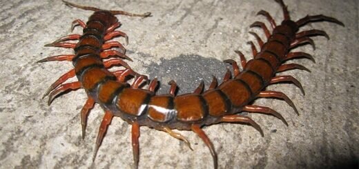 Гигантская сколопендра