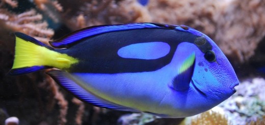 Голубой хирург