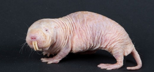 Голый землекоп