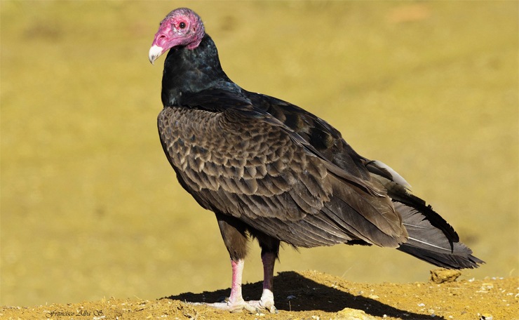 Гриф-индейка