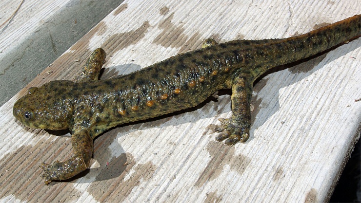 Иглистый тритон