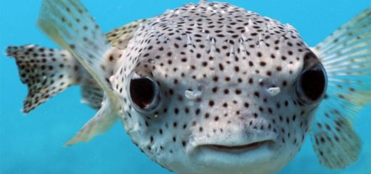 Иглобрюхие