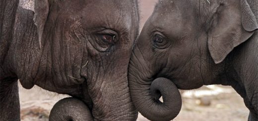 индийские слоны