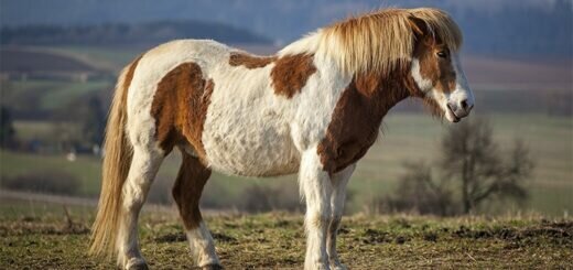 Исландская лошадь