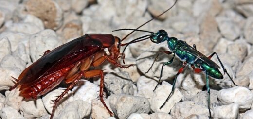 Изумрудная тараканья оса