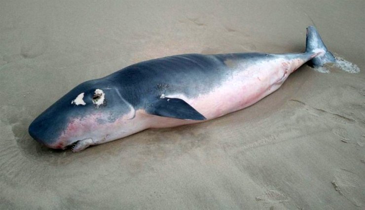 Карликовый кашалот