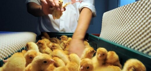 Контролёр пола цыплят