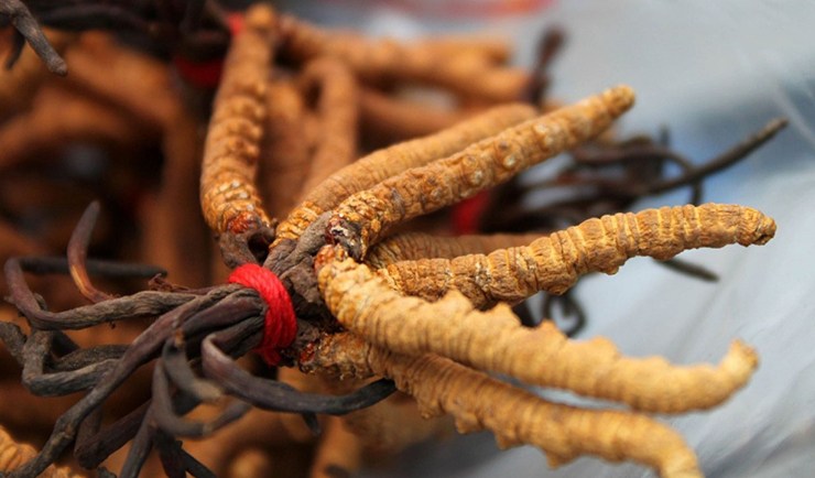 Кордицепс китайский