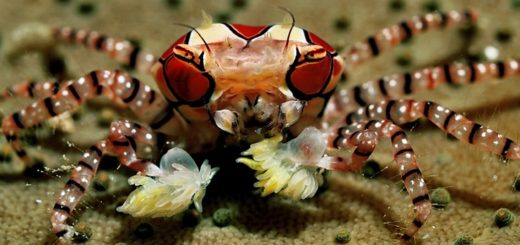 Краб-боксер