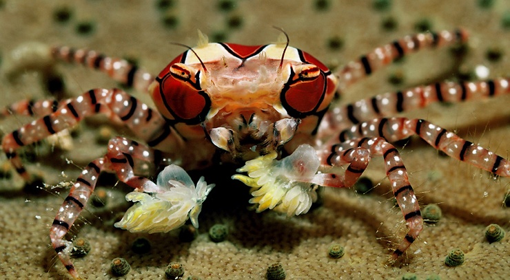 Краб-боксер