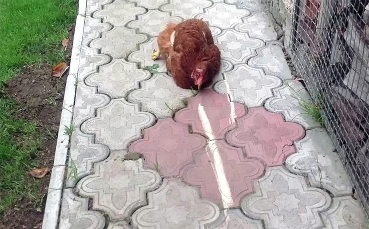 куры поддаются гипнозу