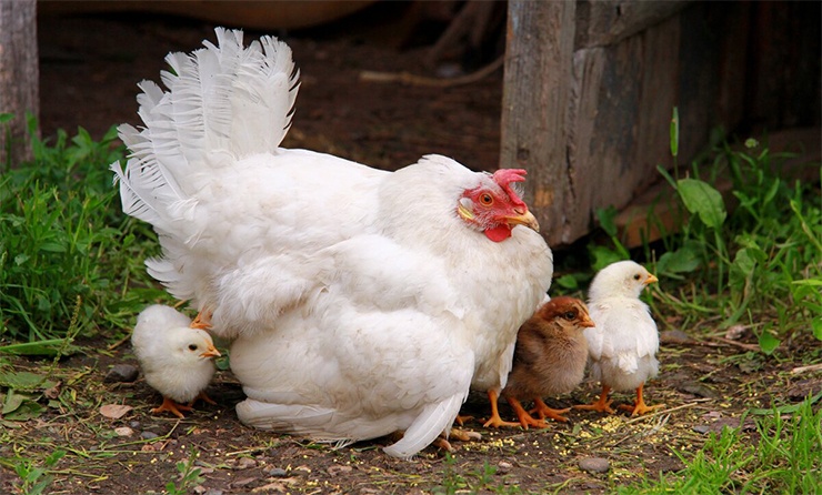 Куры испытывают эмоции