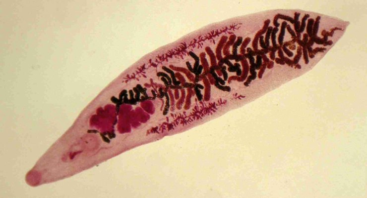 Ланцетовидная двуустка