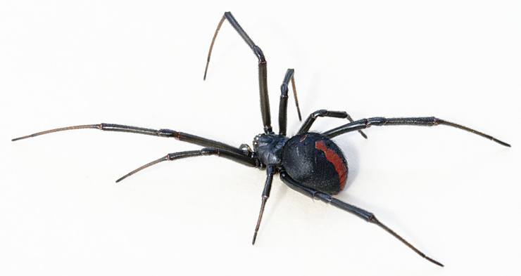 Latrodectus hasselti