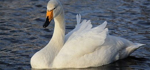 Лебедь-кликун