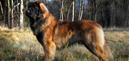 Леонбергер