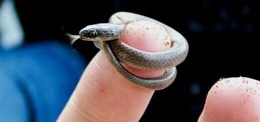 Барбадосская узкоротая змея