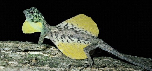 Летающий дракон