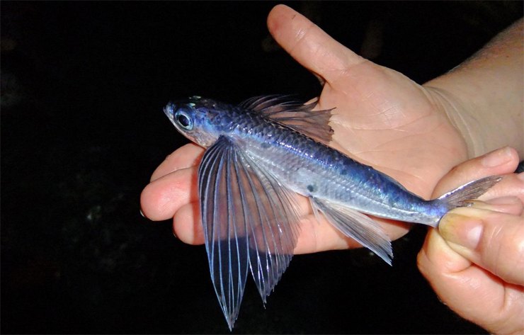 Летучие рыбы