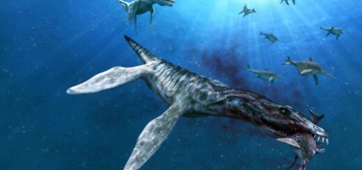 Лиоплевродон