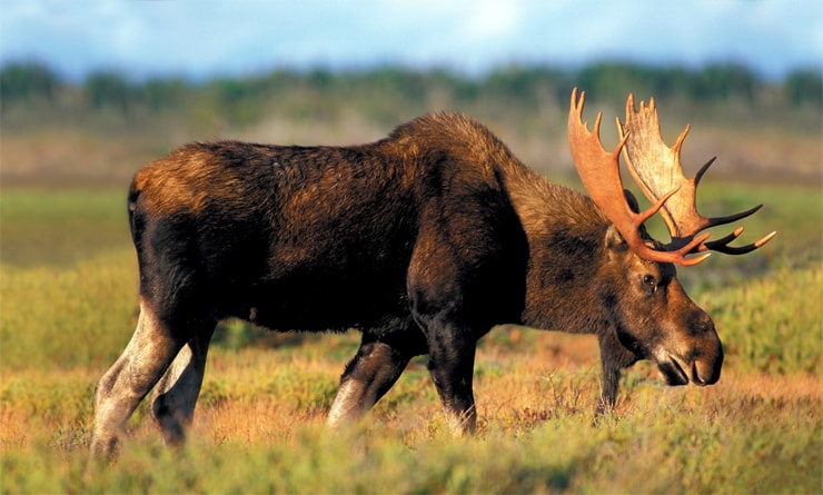 самое опасное дикое животное Канады - Лось