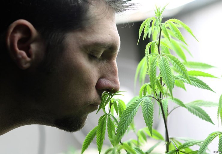 Марихуана вызывает привыкание