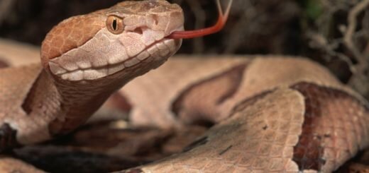 Медноголовый щитомордник