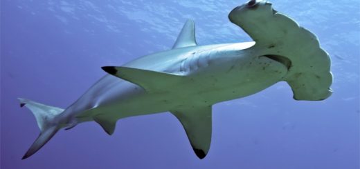 Молотоголовая акула